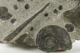 Plate of Devonian Ammonite & Cephalopod Fossils - Morocco #291025-2